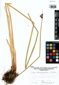 Schoenoplectus tabernaemontani (C.C.Gmel.) Palla, Siberia, Baikal & Transbaikal region (S4) (Russia)