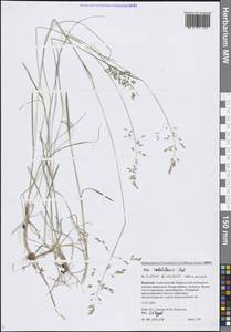 Poa raduliformis Prob., Siberia, Baikal & Transbaikal region (S4) (Russia)