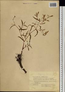 Koenigia ocreata (L.) T. M. Schust. & Reveal, Siberia, Yakutia (S5) (Russia)
