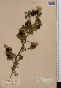 Rosa webbiana Wall., Middle Asia, Pamir & Pamiro-Alai (M2)