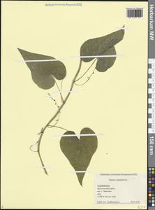 Dioscorea communis (L.) Caddick & Wilkin, Caucasus, Azerbaijan (K6) (Azerbaijan)