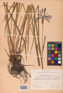 Iris sibirica L., Eastern Europe, Moscow region (E4a) (Russia)