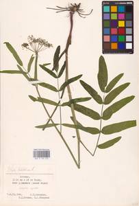 Sium latifolium L., Eastern Europe, Estonia (E2c) (Estonia)
