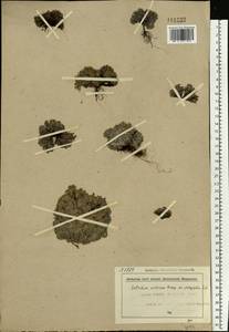 Eritrichium villosum (Ledeb.) Bunge, Eastern Europe, Northern region (E1) (Russia)