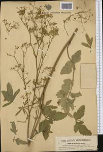 Pastinaca sativa subsp. urens (Req. ex Godr.) Celak., Western Europe (EUR) (Czech Republic)