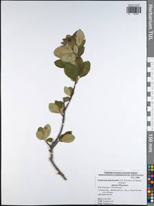 Sorbaronia ×arsenii (Britton & Arsène) G. N. Jones, Eastern Europe, Central region (E4) (Russia)
