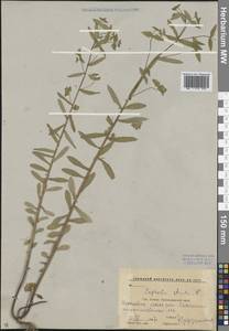 Euphorbia stricta L., Caucasus, Krasnodar Krai & Adygea (K1a) (Russia)