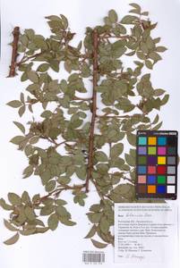 Rosa balsamica Besser, Eastern Europe, Rostov Oblast (E12a) (Russia)