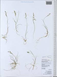Agrostis vinealis Schreb., Siberia, Chukotka & Kamchatka (S7) (Russia)