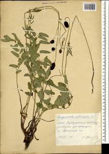 Sanguisorba officinalis L., Mongolia (MONG) (Mongolia)