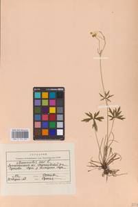 Ranunculus acris L., Eastern Europe, West Ukrainian region (E13) (Ukraine)