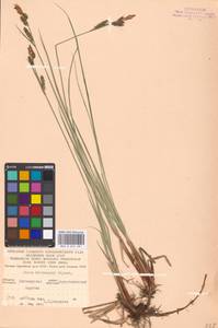 Carex hartmanii Cajander, Eastern Europe, North Ukrainian region (E11) (Ukraine)