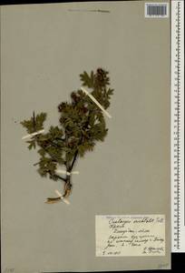 Crataegus orientalis Pall. ex M. Bieb., Crimea (KRYM) (Russia)