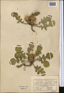 Klasea lyratifolia (Schrenk) L. Martins, Middle Asia, Northern & Central Tian Shan (M4) (Kyrgyzstan)