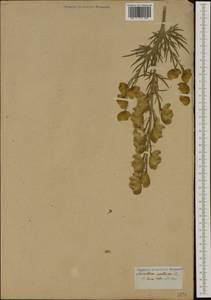 Aconitum anthora L., Western Europe (EUR) (Not classified)