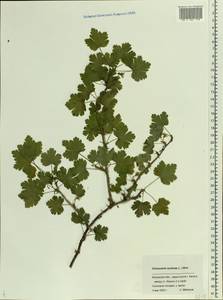Ribes uva-crispa L., Eastern Europe, Central region (E4) (Russia)