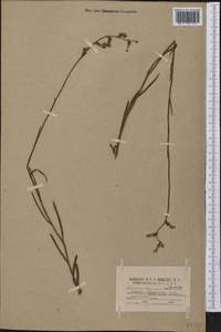 Lobelia glandulosa Walter, America (AMER) (United States)