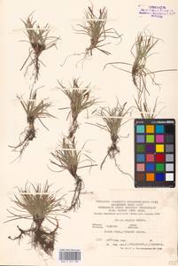 Carex supina Willd. ex Wahlenb., Eastern Europe, Lower Volga region (E9) (Russia)