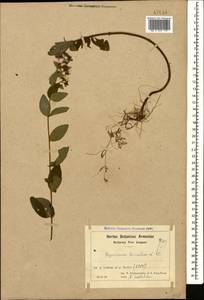 Hypericum hirsutum L., Caucasus, Armenia (K5) (Armenia)
