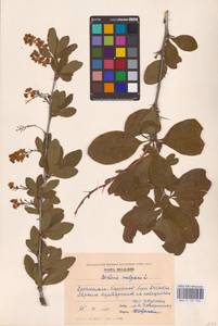 Berberis vulgaris L., Eastern Europe, Moldova (E13a) (Moldova)