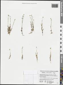 Stellaria peduncularis Bunge, Siberia, Baikal & Transbaikal region (S4) (Russia)