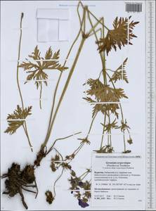 Geranium sergievskajae, Siberia, Baikal & Transbaikal region (S4) (Russia)