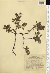 Salix fuscescens Andersson, Siberia, Russian Far East (S6) (Russia)