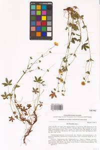Potentilla aurea L., Eastern Europe, West Ukrainian region (E13) (Ukraine)