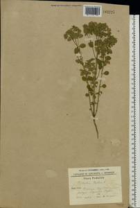 Euphorbia peplus L., Eastern Europe, South Ukrainian region (E12) (Ukraine)