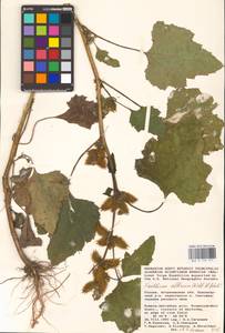 Xanthium orientale var. albinum (Widder) Adema & M. T. Jansen, Eastern Europe, Lower Volga region (E9) (Russia)