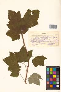 Ribes latifolium Jancz., Siberia, Russian Far East (S6) (Russia)