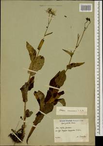 Crepis caucasica C. A. Mey., Caucasus, South Ossetia (K4b) (South Ossetia)