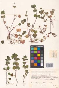MHA 0 155 744, Glechoma hederacea L., Eastern Europe, Central region (E4) (Russia)