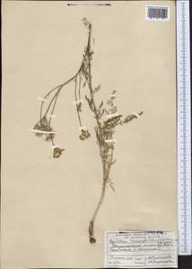 Hyalolaena trichophylla (Schrenk) Pimenov & Kljuykov, Middle Asia, Dzungarian Alatau & Tarbagatai (M5) (Kazakhstan)