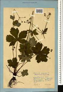 Sanicula europaea L., Caucasus, Black Sea Shore (from Novorossiysk to Adler) (K3) (Russia)