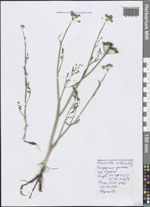 Oenanthe silaifolia M. Bieb., Crimea (KRYM) (Russia)