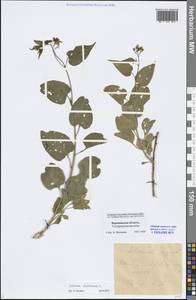 Solanum dulcamara L., Eastern Europe, Central forest-and-steppe region (E6) (Russia)
