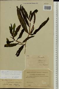 Potamogeton salicifolius Wolfg., Eastern Europe, North-Western region (E2) (Russia)