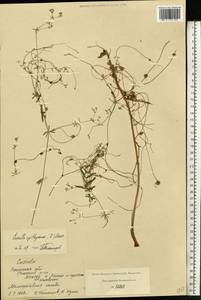 Cuscuta epithymum (L.) L., Eastern Europe, Central region (E4) (Russia)