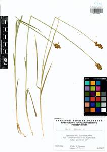 Carex leporina L., Siberia, Baikal & Transbaikal region (S4) (Russia)