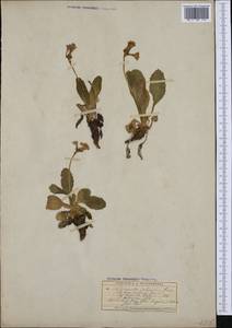 Primula latifolia Lapeyr., Western Europe (EUR) (Switzerland)