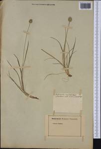 Echinaria capitata (L.) Desf., Western Europe (EUR) (Not classified)