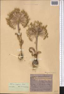 Allium caspium (Pall.) M.Bieb., Middle Asia, Karakum (M6) (Turkmenistan)