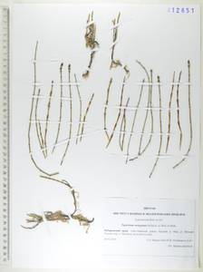 Equisetum variegatum Schleich. ex F.Weber & D.Mohr, Siberia, Russian Far East (S6) (Russia)