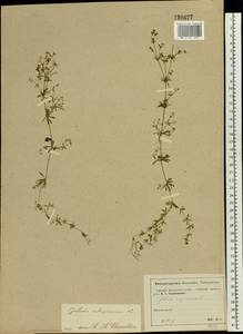 Galium uliginosum L., Eastern Europe, Moscow region (E4a) (Russia)