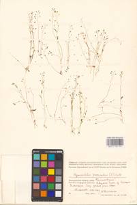 Hornungia procumbens (L.) Hayek, Eastern Europe, Lower Volga region (E9) (Russia)