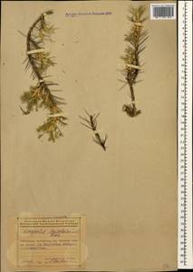 Astragalus denudatus Stev., Caucasus, Azerbaijan (K6) (Azerbaijan)