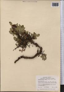 Arctostaphylos rubra (Rehder & E. H. Wilson) Fernald, America (AMER) (Canada)