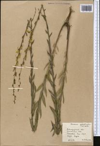 Linaria genistifolia (L.) Mill., Middle Asia, Northern & Central Kazakhstan (M10) (Kazakhstan)