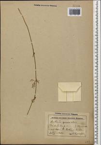 Anethum graveolens L., Caucasus, Azerbaijan (K6) (Azerbaijan)